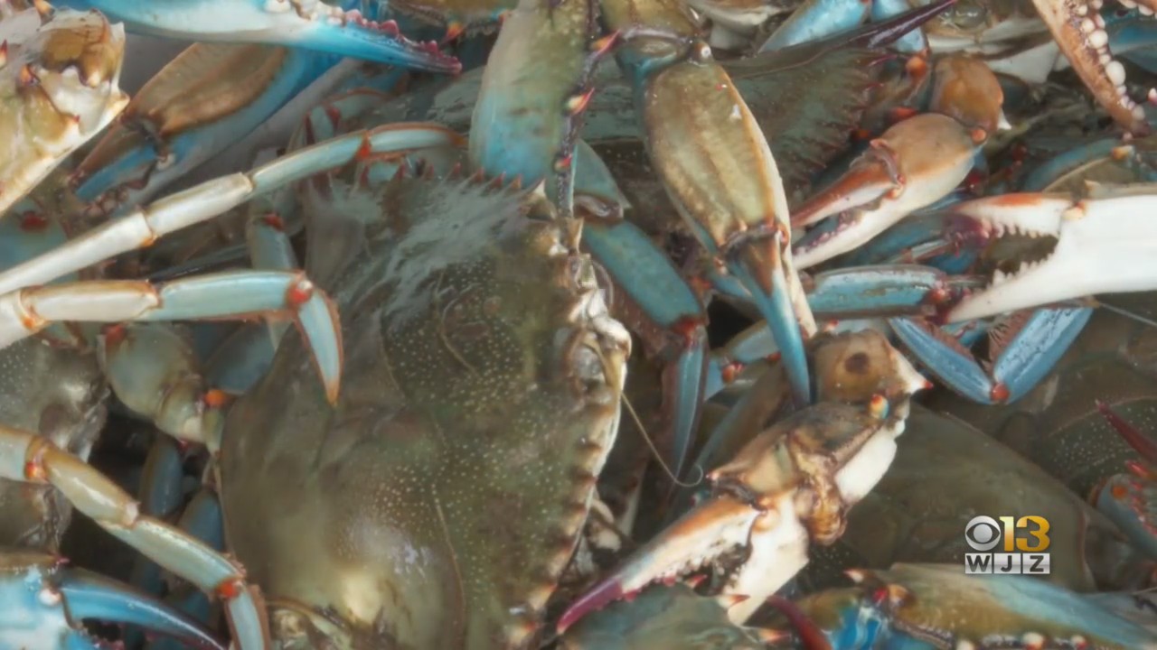 The Population Of Maryland’s Favorite Crustacean Is Lower Than Ever Recorded